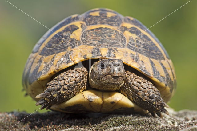 Griekse landschildpad (Testudo hermanni)