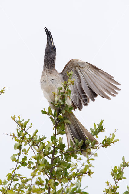 African Grey Hornbill (Tockus nasutus)