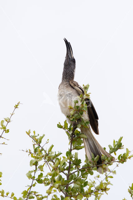 African Grey Hornbill (Tockus nasutus)