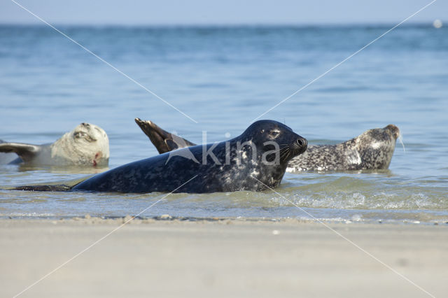 Grijze zeehond