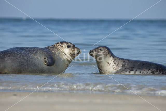 Grijze zeehond