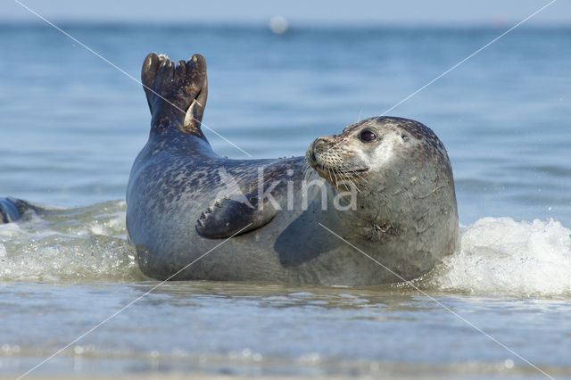 Grijze zeehond