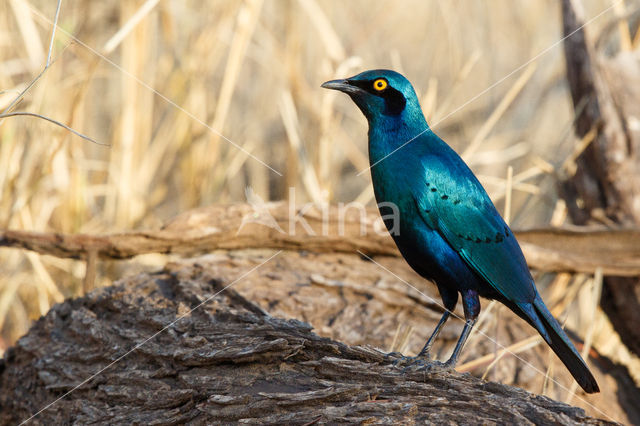 Greater Blue-eared Glossy-Starling (Lamprotornis chalybaeus)