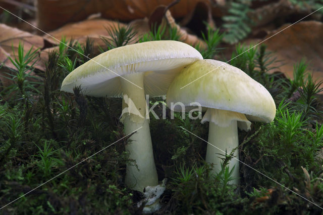 Death Cap (Amanita phalloides)