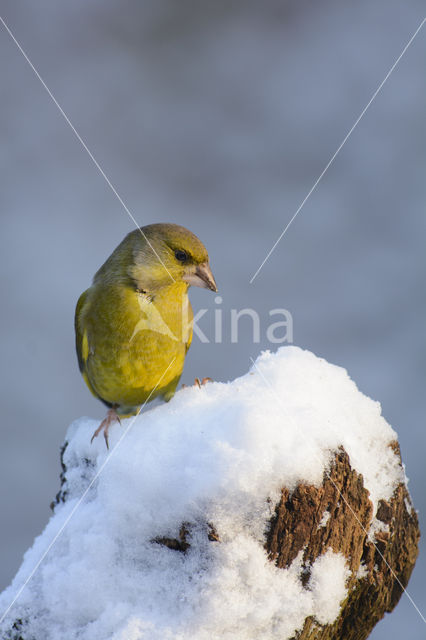 Groenling (Carduelis chloris)