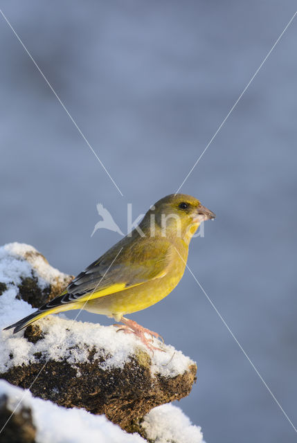 European Greenfinch (Carduelis chloris)