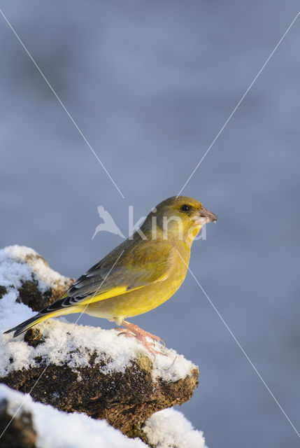 Groenling (Carduelis chloris)