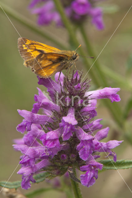 Groot dikkopje (Ochlodes faunus)