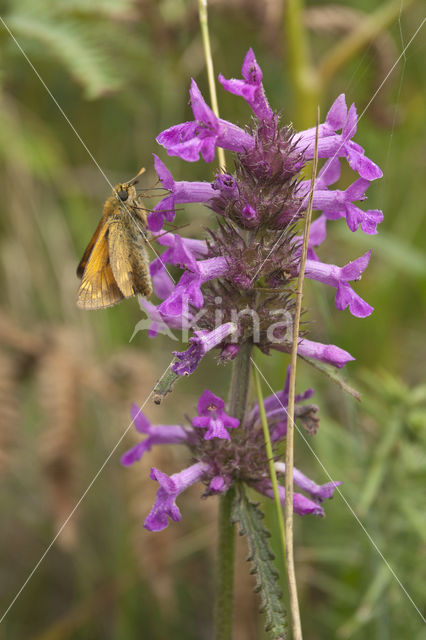 Groot dikkopje (Ochlodes faunus)