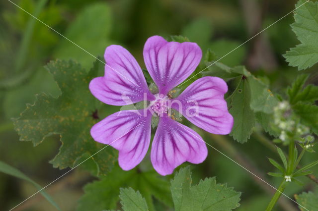 Groot kaasjeskruid (Malva sylvestris)