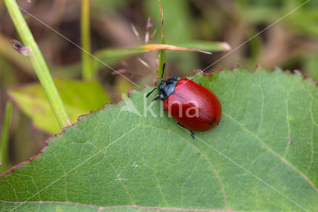 poplar leaf beetle (Chrysomela populi)