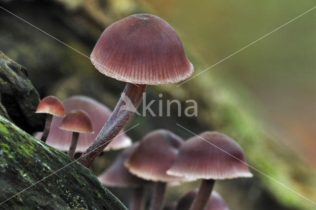 Grote bloedsteelmycena (Mycena haematopus)