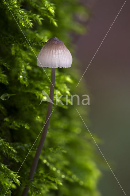 Burgundydrop bonnet (Mycena haematopus)