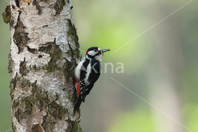 Grote Bonte Specht (Dendrocopos major)