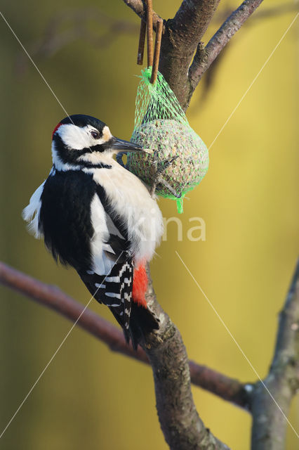 Great Spotted Woodpecker (Dendrocopos major)