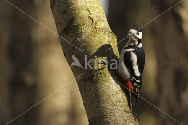 Great Spotted Woodpecker (Dendrocopos major)