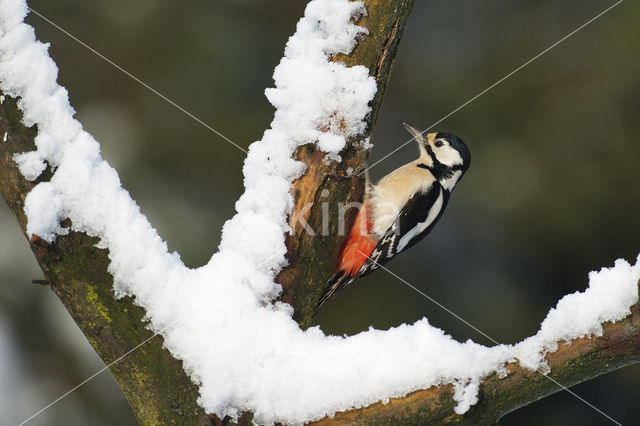 Great Spotted Woodpecker (Dendrocopos major)