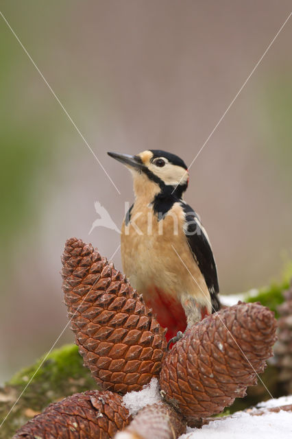 Great Spotted Woodpecker (Dendrocopos major)