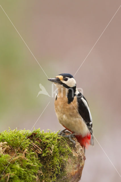 Grote Bonte Specht (Dendrocopos major)