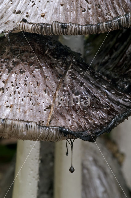 Grote kale inktzwam (Coprinus atramentarius)