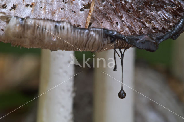 Common Ink Cap (Coprinus atramentarius)