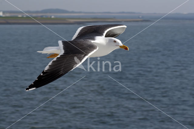 Grote Mantelmeeuw (Larus marinus)