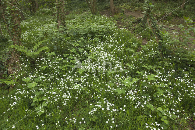 Greater Stitchwort (Stellaria holostea)