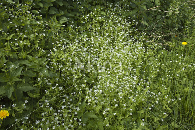 Greater Stitchwort (Stellaria holostea)