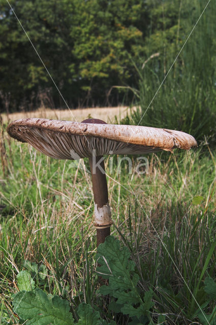 Parasol (Macrolepiota procera)