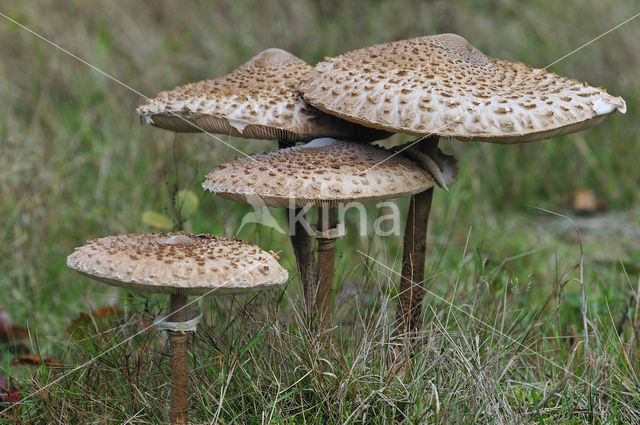 Grote parasolzwam (Macrolepiota procera)