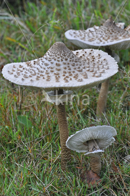 Grote parasolzwam (Macrolepiota procera)