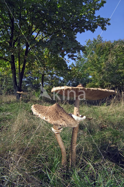 Grote parasolzwam (Macrolepiota procera)