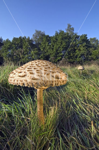 Grote parasolzwam (Macrolepiota procera)