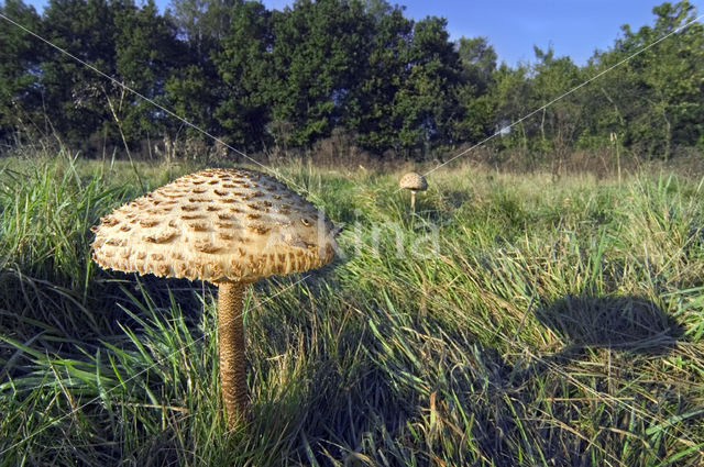 Grote parasolzwam (Macrolepiota procera)