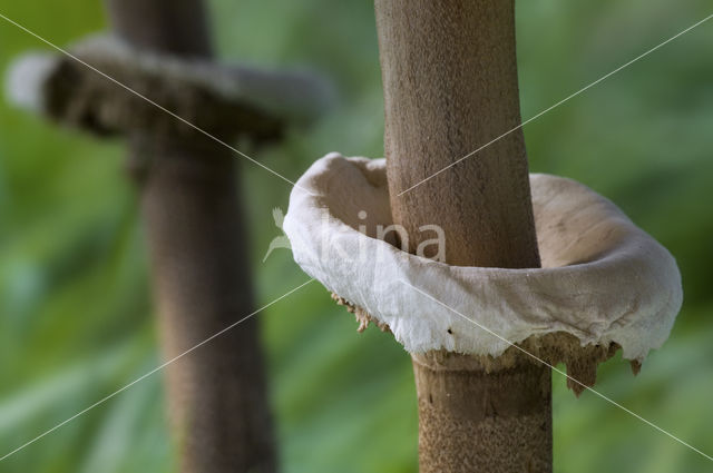 Grote parasolzwam (Macrolepiota procera)