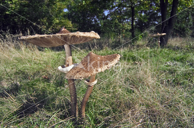 Grote parasolzwam (Macrolepiota procera)