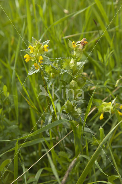 Greater Yellow-rattle (Rhinanthus angustifolius)