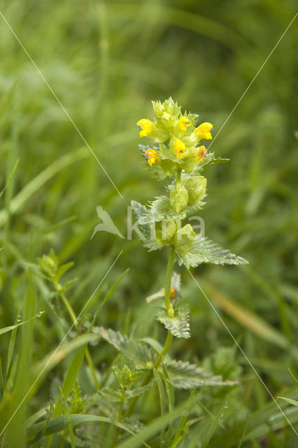 Greater Yellow-rattle (Rhinanthus angustifolius)