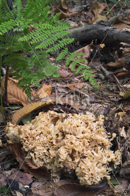 Wood Cauliflower (Sparassis crispa)