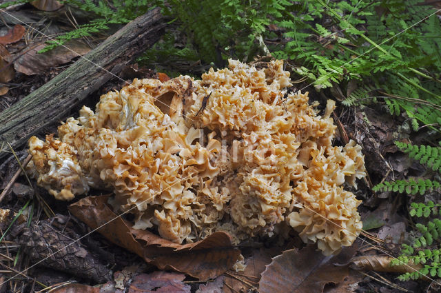 Wood Cauliflower (Sparassis crispa)