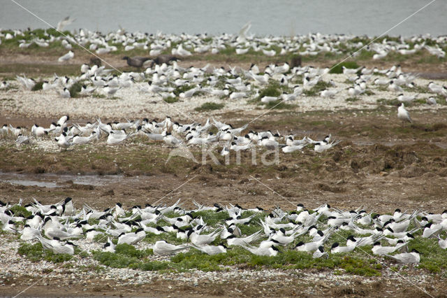 Grote Stern (Sterna sandvicencis)