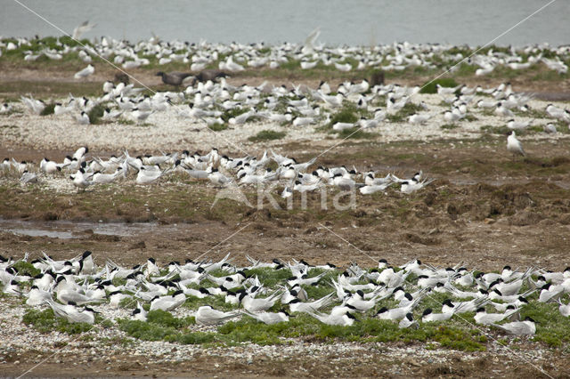 Sandwich Tern (Sterna sandvicencis)