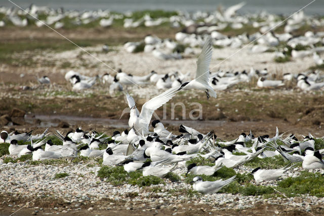 Sandwich Tern (Sterna sandvicencis)