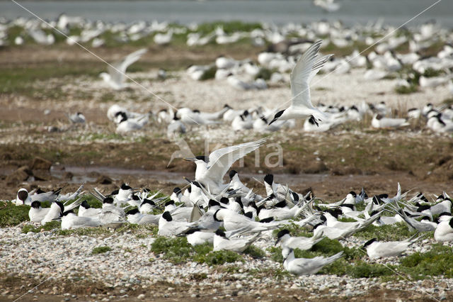 Sandwich Tern (Sterna sandvicencis)