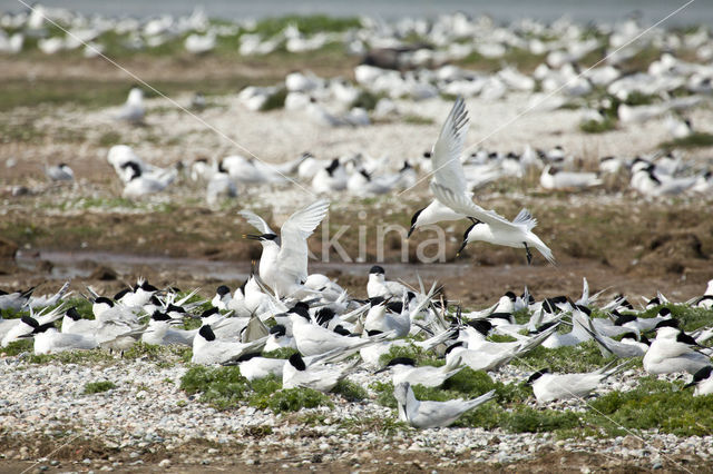 Grote Stern (Sterna sandvicencis)