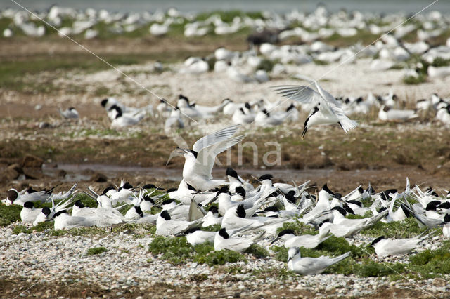 Grote Stern (Sterna sandvicencis)