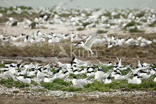 Sandwich Tern (Sterna sandvicencis)