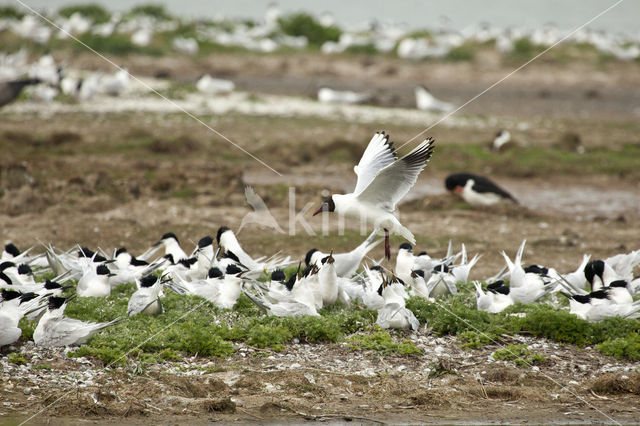 Sandwich Tern (Sterna sandvicencis)