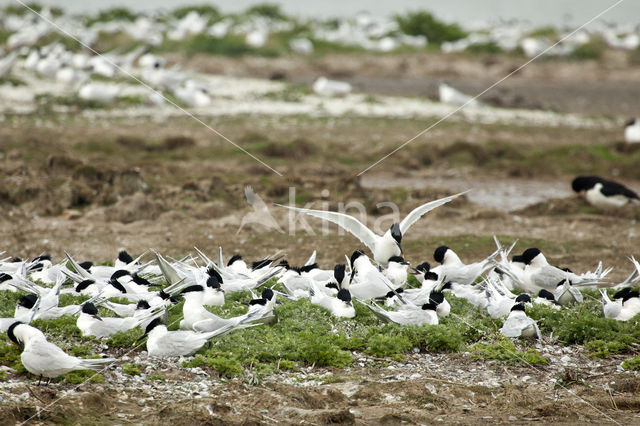 Sandwich Tern (Sterna sandvicencis)
