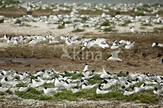 Grote Stern (Sterna sandvicencis)